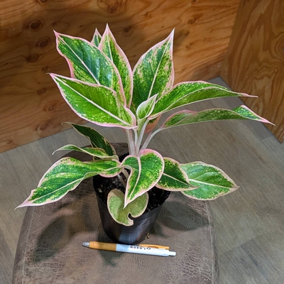 ◎ 新入荷 ◎ | NOKO's