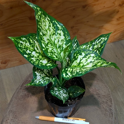 アグラオネマ エイリーン ３.５号