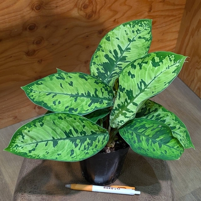 ホマロメナ カモフラージュ ３.５号