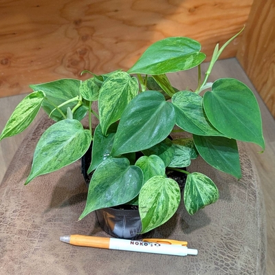 ヘデラカム(オキシカルジウム) バリエガータ ３.５号