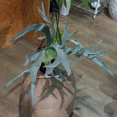 【鉢植え✨】プラティセリウム ホワイトホーク ５号