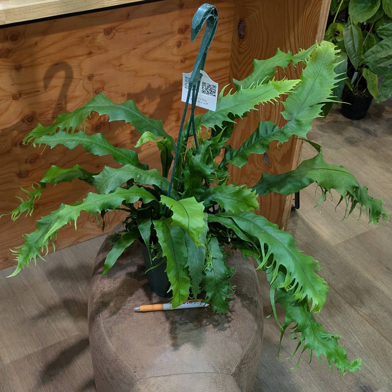 ミクロソリウム ドラゴンウィング