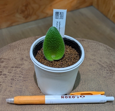 【冬型の球根植物✨】ラケナリア トリコフィラ ２号