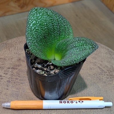 【冬型の球根植物✨】マッソニア プスツラータ  ２.５号 