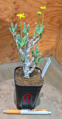 オトンナ クラビフォリア ３.５号 ① ◎現品販売◎