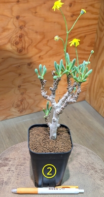 オトンナ クラビフォリア ３.５号 ② ◎現品販売◎