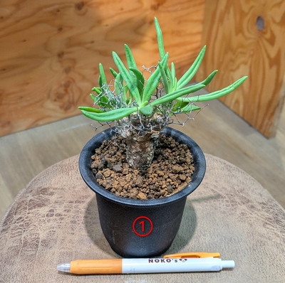 チレコドン万物想 ３号 ① ◎現品販売◎