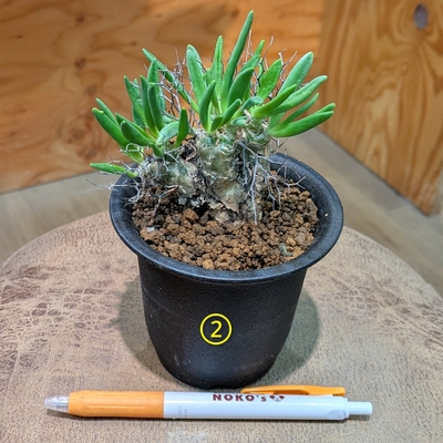 チレコドン万物想 ３号 ② ◎現品販売◎