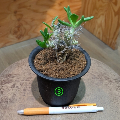 チレコドン万物想 ３号 ③ ◎現品販売◎