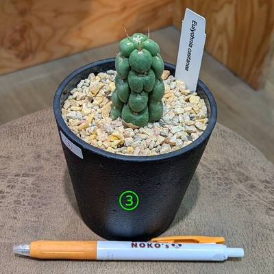 現品 ネズ ネズミサシ コニファー 特大苗 4mほど 山採り 現品 ネズ