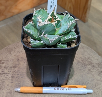 アガベ 魔丸(ままる/まがん)  ３.５号 