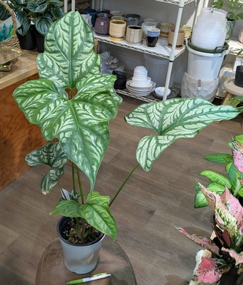 レクトフィラム ミラビレ(セルセティス ミラビリス) ５号