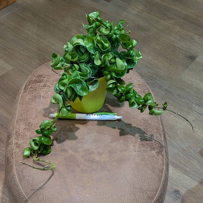 ホヤ カルノーサコンパクタ ３.５号