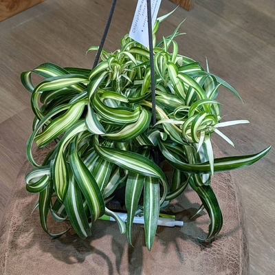 オリヅルラン ボニー ４号