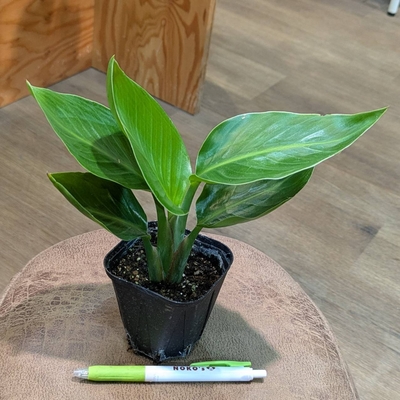 【ちびサイズ✨】ストレリチア オーガスタ ３号