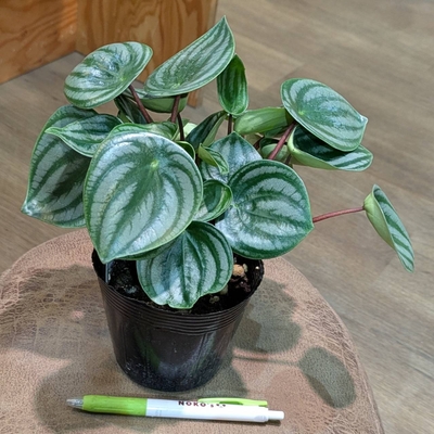 ペペロミア サンデルシー(スイカペペ) ３.５号