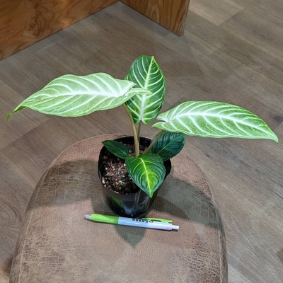 キサントソーマ リンデニーミント ３.５号