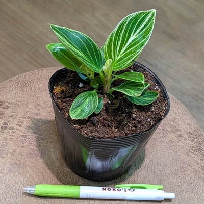 【ミニバーキン✨】フィロデンドロン ペリドット ３.５号