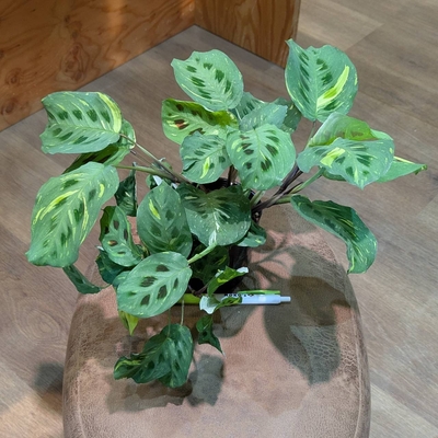 マランタ ケルコビアナ斑入り ３.５号