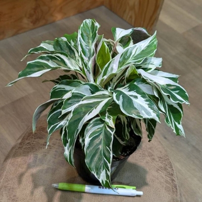 カラテア ホワイトフュージョン ３.５号