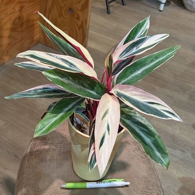 ストロマンテ トリオスター ４号 