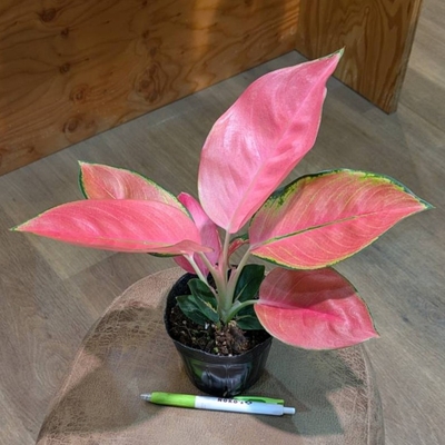 アグラオネマ ラトソリックレッド ３.５号