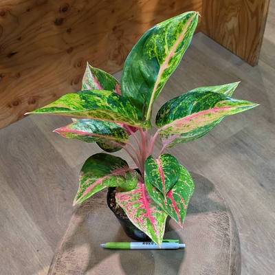 アグラオネマ ニューハイブリッド ３.５号