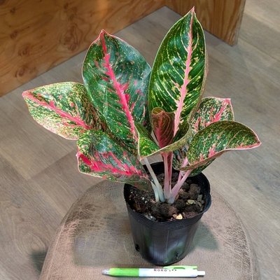 アグラオネマ ラッタナコンシン ３.５号