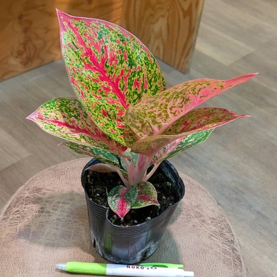 アグラオネマ ファイアーワークス ３.５号