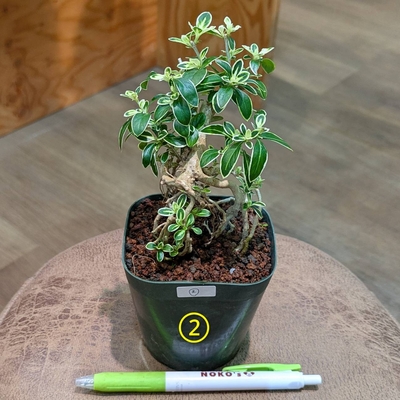 植物引退さん専用　ビースト　産　子株 ◎ 新入荷 ◎ | NOKO's