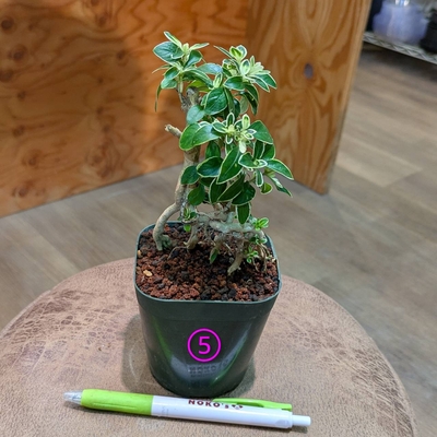 ハクチョウゲ ３号 ⑤ ◎現品販売◎