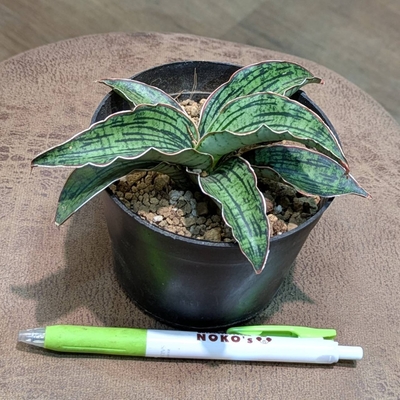 サンスベリア クレオパトラ ３号