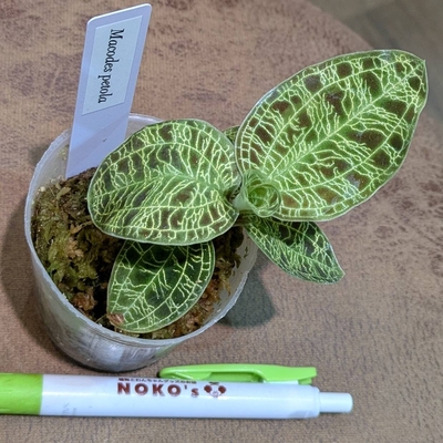 【水苔植え✨】ジュエルオーキッド マコデスペトラ ２号