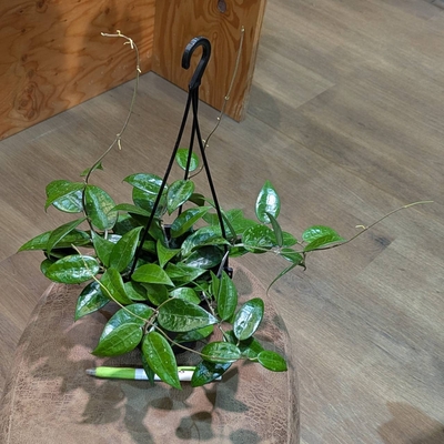 ホヤ ブラックマージン ４号