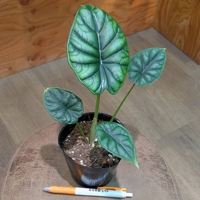 アロカシア ドラゴンスケール ３.５号