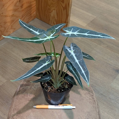 アロカシア バンビーノ ３.５号