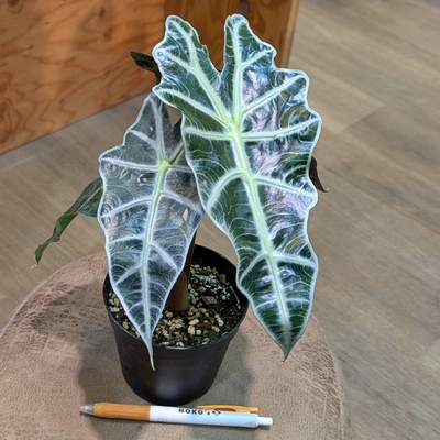 アロカシア アマゾニカ ３.５号