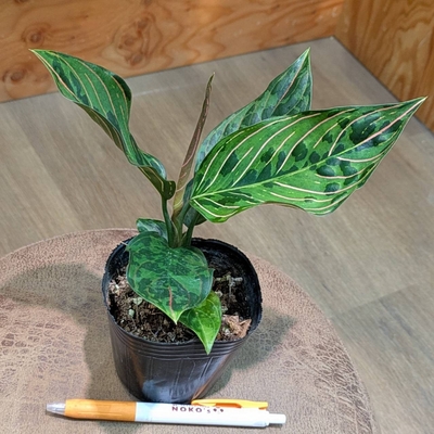 アグラオネマ レッドアーミー ３号