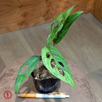 マドカズラ ミントバリエガータ ３号 ① ◎現品販売◎