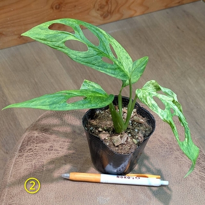 マドカズラ ミントバリエガータ ３号 ② ◎現品販売◎