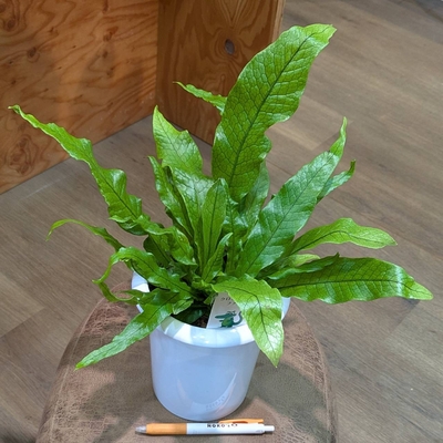 クロコダイルファーン ５号