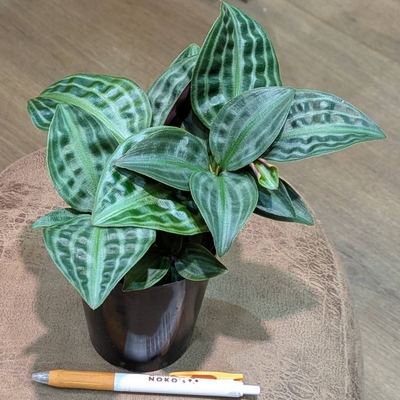 ゲオゲナンサス ペーピヒー ３号