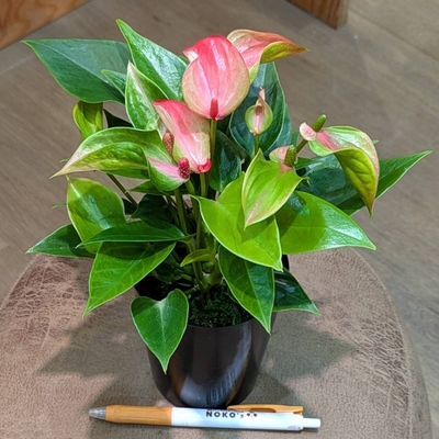 アンスリウム マタタ ３号