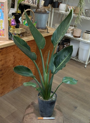 ストレリチア レギネ ５号 ◎現品販売◎