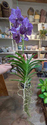 バンダ ◎現品販売◎