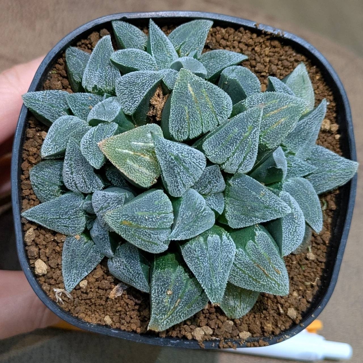 ハオルチア ピグマエア錦実生 3号 ◎現品販売◎ | NOKO's