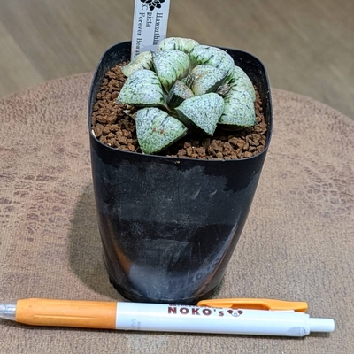 ハオルチア フォーエバービューティー ２.５号  ◎現品販売◎