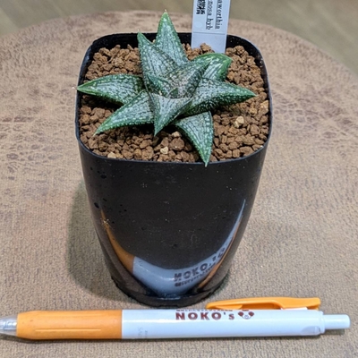 ハオルチア 錦帯橋 ２.５号  ◎現品販売◎