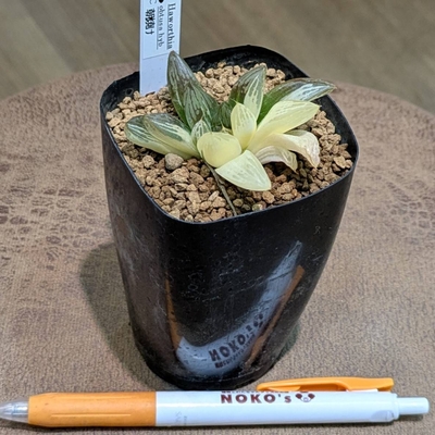 ハオルチア 朝焼け ２.５号  ◎現品販売◎