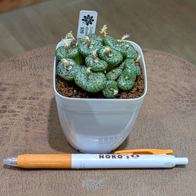 コノフィツム オブコルデルム 安珍 ２.５号